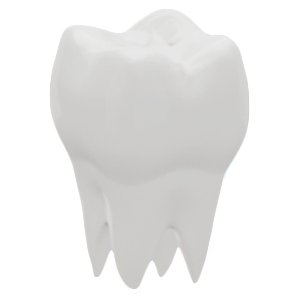 ToothModel_Before
